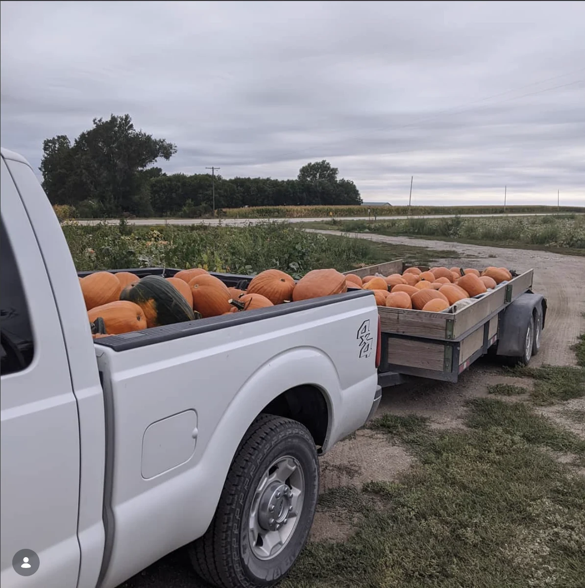 Ponca Hills Pumpkins project photo